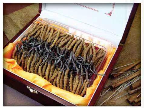 孟村冬虫夏草回收